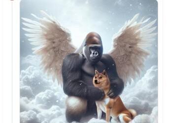 E’ morto Kabosu, il ‘cane dei meme’: il messaggio di Elon Musk