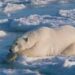 Il segreto dell’orso polare per sopravvivere a temperature sottozero? L’antigelo