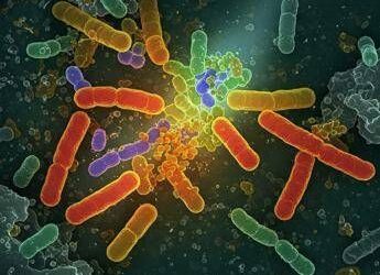 Batterio ingegnerizzato degrada cinque inquinanti organici