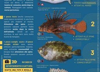 “Attenti a quei 4!”: la campagna per monitorare le specie aliene invasive nei mari italiani