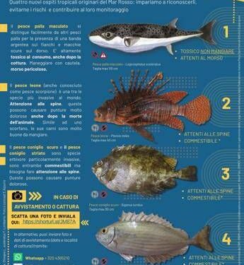 “Attenti a quei 4!”: la campagna per monitorare le specie aliene invasive nei mari italiani