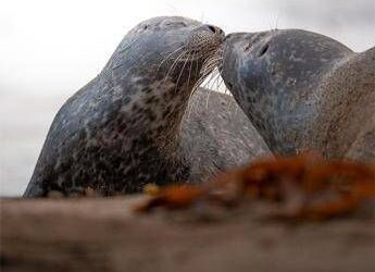 Oppo Reno14: l’AI rivoluziona la fotografia mobile