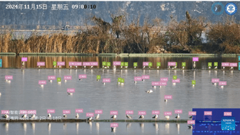 AI per gli uccelli: il riconoscimento facciale per la conservazione della biodiversità in Cina