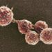 Cellule “zombie” in laboratorio, la scienza riesce a riportare in vita cellule morte