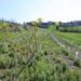 3Bee e l’Oasi della Biodiversità di Pavia