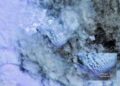 I satelliti svelano immagini straordinarie dell’eruzione che sta creando una nuova isola nel Pacifico