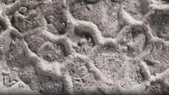 Il mistero del Paleodictyon: ecco chi disegna esagoni nei fondali marini da mezzo miliardo di anni