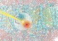 Scoperto il meccanismo di cattura della luce nella fotosintesi